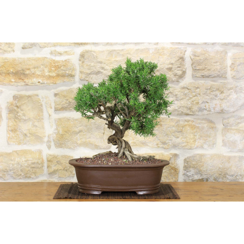 Rosemary bonsai (54)