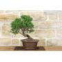Rosemary bonsai (54)
