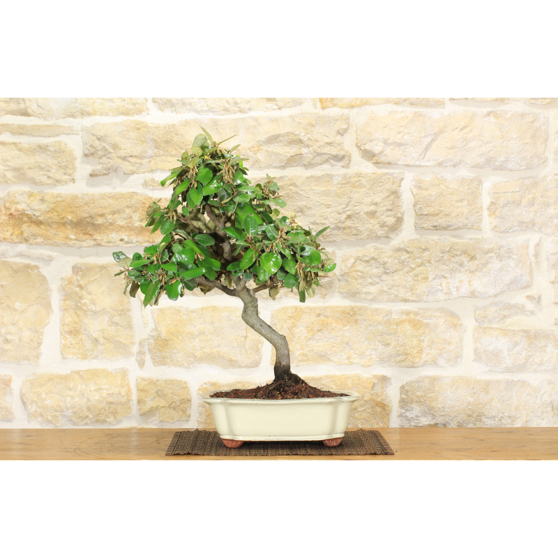 Elaeagnus bonsai tree (5)