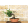 Juniper pre-bonsai (2)