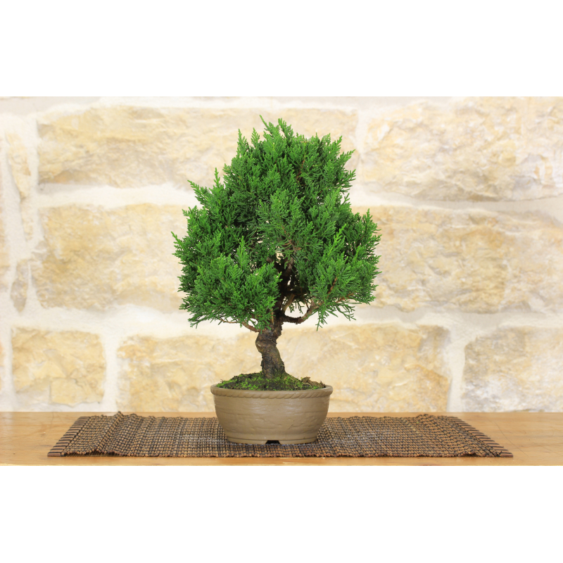 Juniper bonsai tree (22)