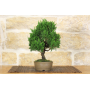 Juniper bonsai tree (22)