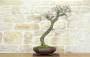2 - Bonsai di Biancospino (20)
