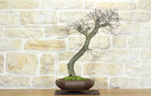 2 - Bonsai di Biancospino (20)