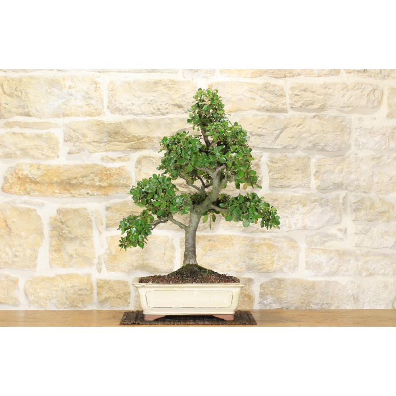 Oak bonsai tree - Holm oak (76)