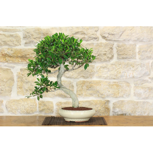 Bonsai di Ficus Retusa (130)