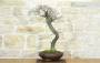 3 - Bonsai di Biancospino (20)