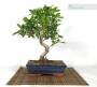 3 - Bonsai di Ficus Retusa vaso cm. 25