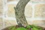 6 - Bonsai di Biancospino (20)