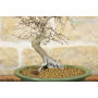 Hornbeam bonsai (18)