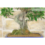 Ficus Retusa bonsai (158)
