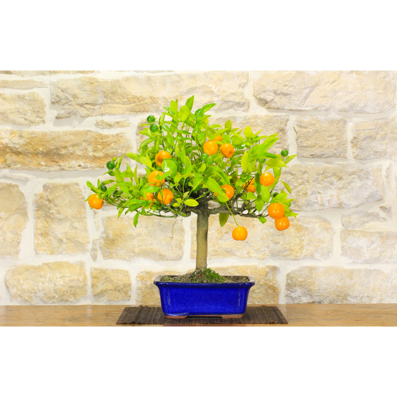 Mandarin bonsai tree (17)