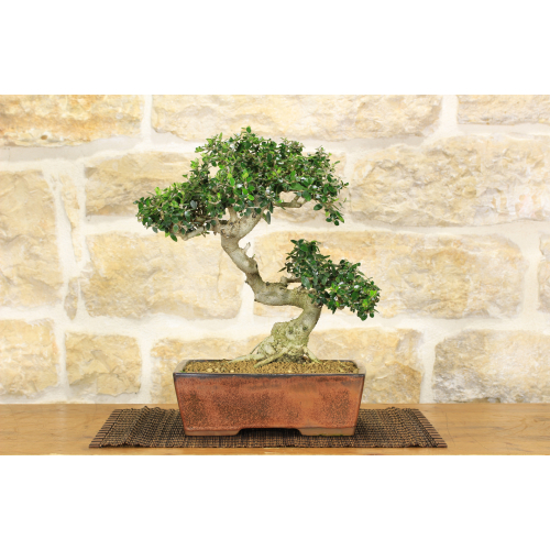 Olive bonsai tree (235)