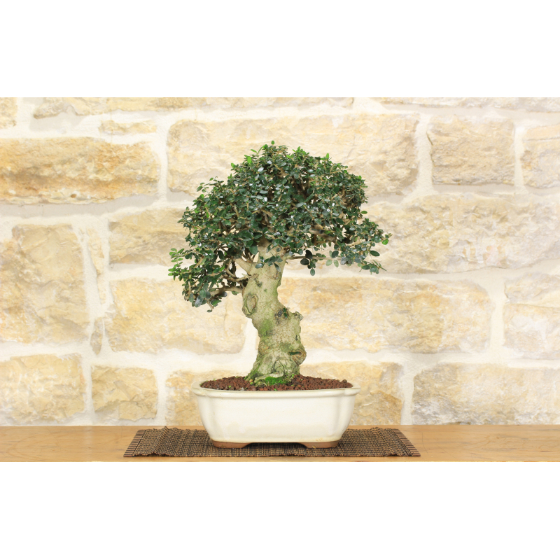Olive bonsai tree (236)