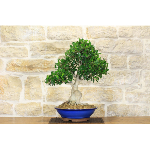 Ficus Retusa bonsai (159)