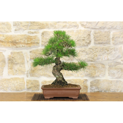 Thunbergii Black Pine Bonsai (51)