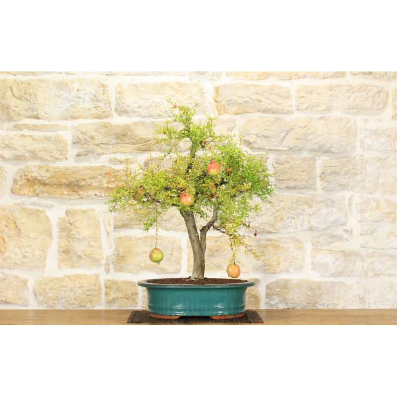 Dwarf pomegranate bonsai tree (117)