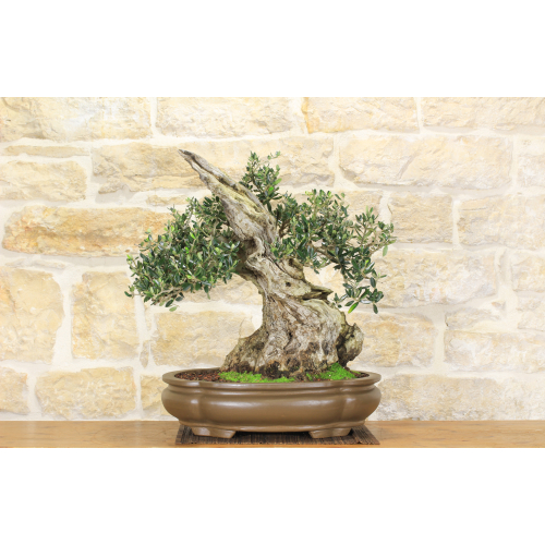 Olive bonsai tree (237)