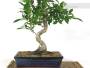 4 - Bonsai di Ficus Retusa vaso cm. 25