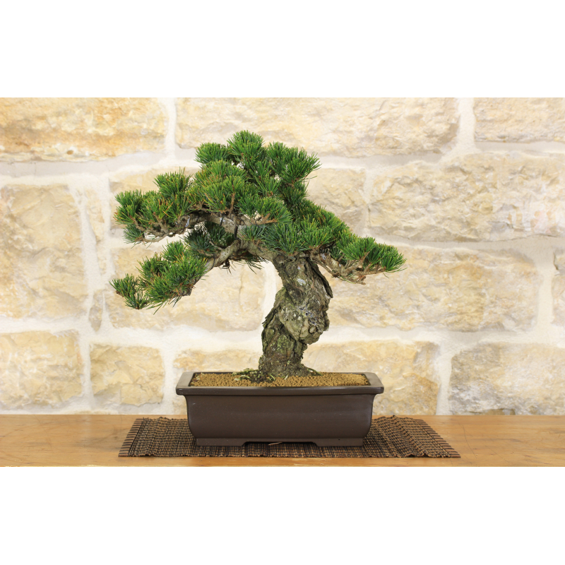 Pine Pentaphilla bonsai tree (39)