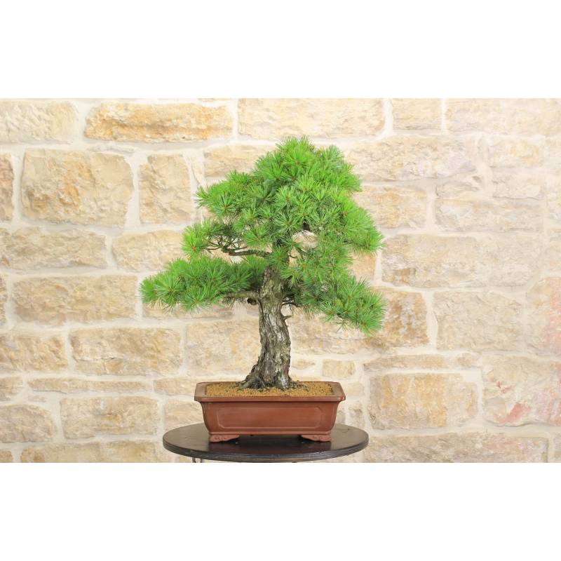 Kiefer Pentaphilla BonsaiBaum (43) 1.150,00 € Pollice Verde