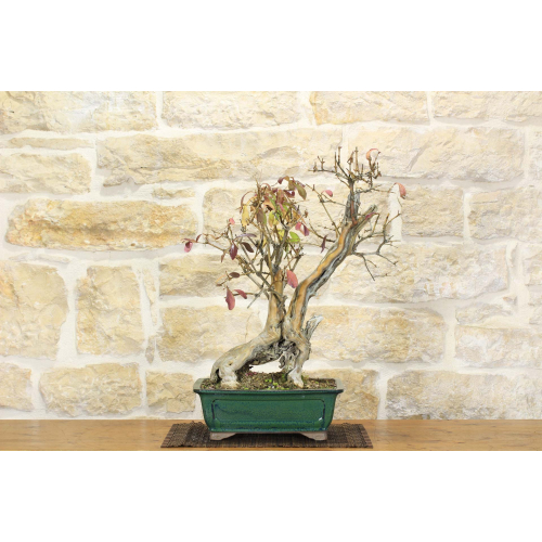 Etruscan honeysuckle bonsai tree (1)