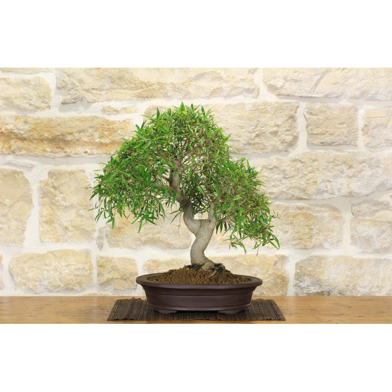 Ficus Neriifolia bonsai (3)