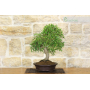 Ficus Neriifolia bonsai (3)