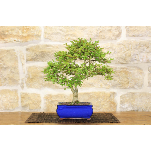Lagerstroemia dwarf bonsai tree (34)