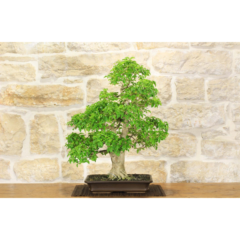 Privet Ovalifolium bonsai tree (1).