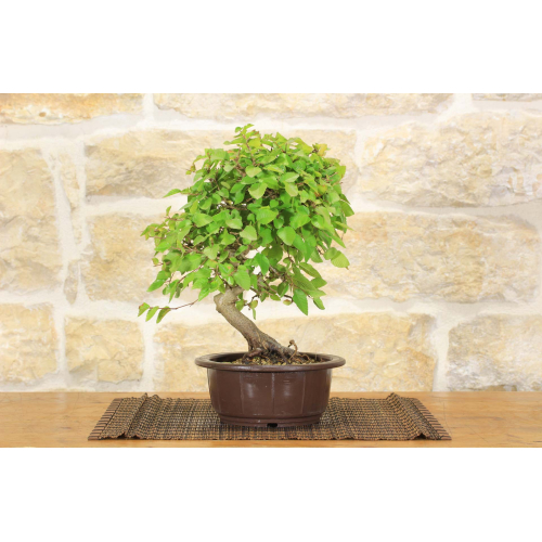 Pre bonsai di Carpino (1)