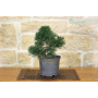 Pre Senjyumaru Black Pine bonsai (2)