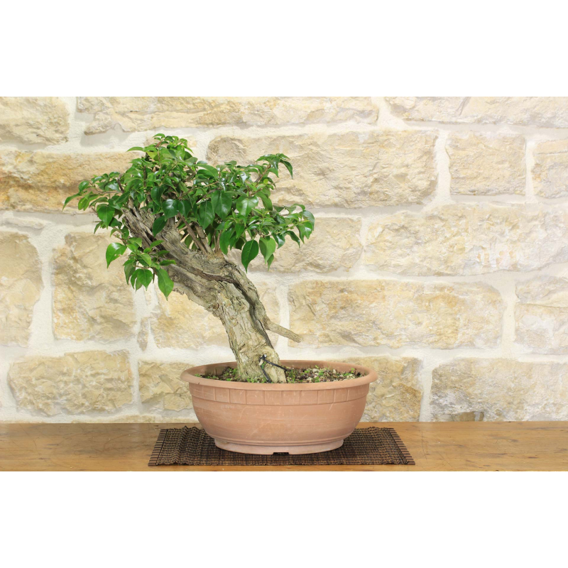 Pre bonsai yamadori di Bougainvillea Sanderiana (1)