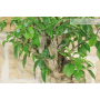 Pre bonsai yamadori di Bougainvillea Sanderiana (1)