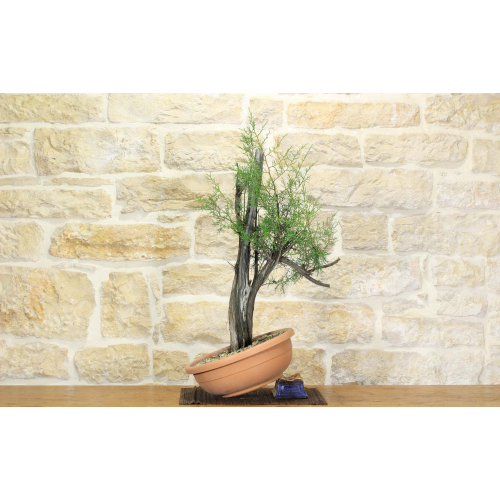 Pre yamadori bonsai of Phoenician Juniper (2)