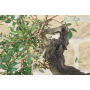 Pre yamadori bonsai of Lentisco (1)