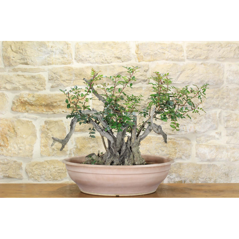 Pre yamadori bonsai of Lentisco (2)