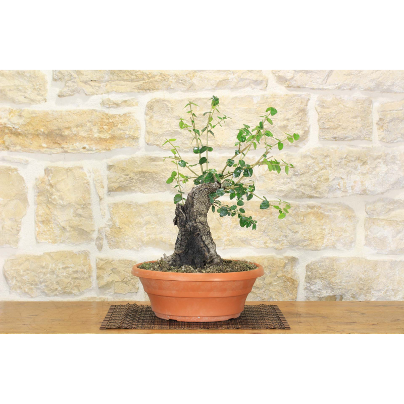 Pre yamadori bonsai from Phillyrea (1)