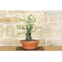 Pre yamadori bonsai from Phillyrea (1)