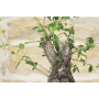 Pre bonsai yamadori di Phillyrea (1)
