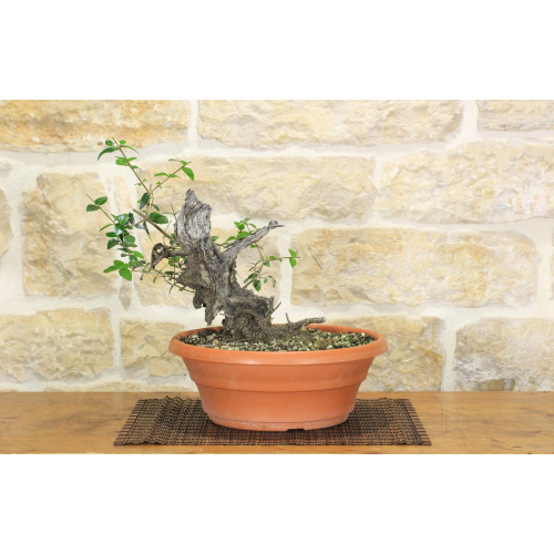 Pre yamadori bonsai from Phillyrea (2)