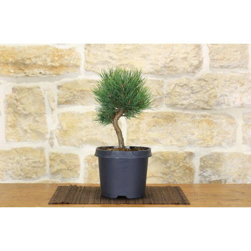 Pre Scots Pine bonsai \"Watereri\"