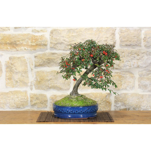 Willow-leaved Cotoneaster bonsai (65)