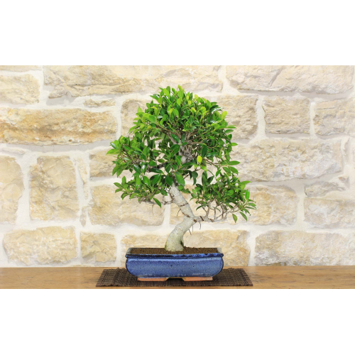 Ficus Retusa Bonsai (160)