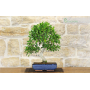 Ficus Retusa bonsai (160)