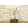 Chorisia bonsai (66)