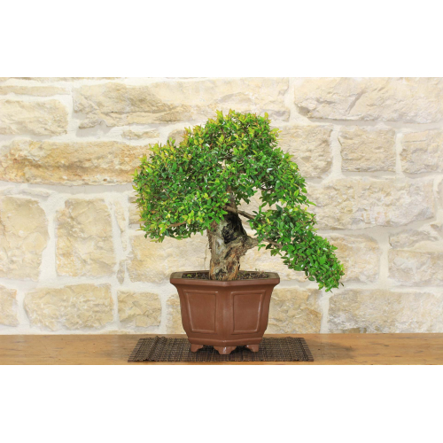 Myrtle Pumila bonsai (33)