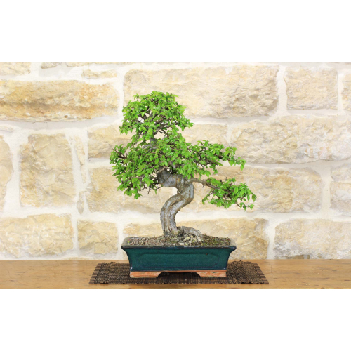 Zelkova Parvifolia bonsai (81)