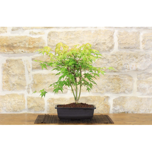 Katsura Palmate Maple pre bonsai