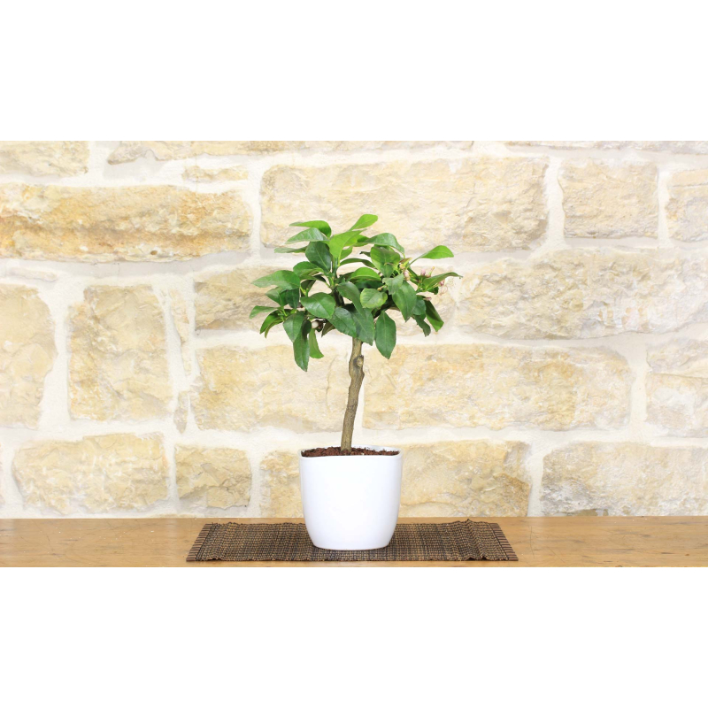 Lemon bonsai in square pot